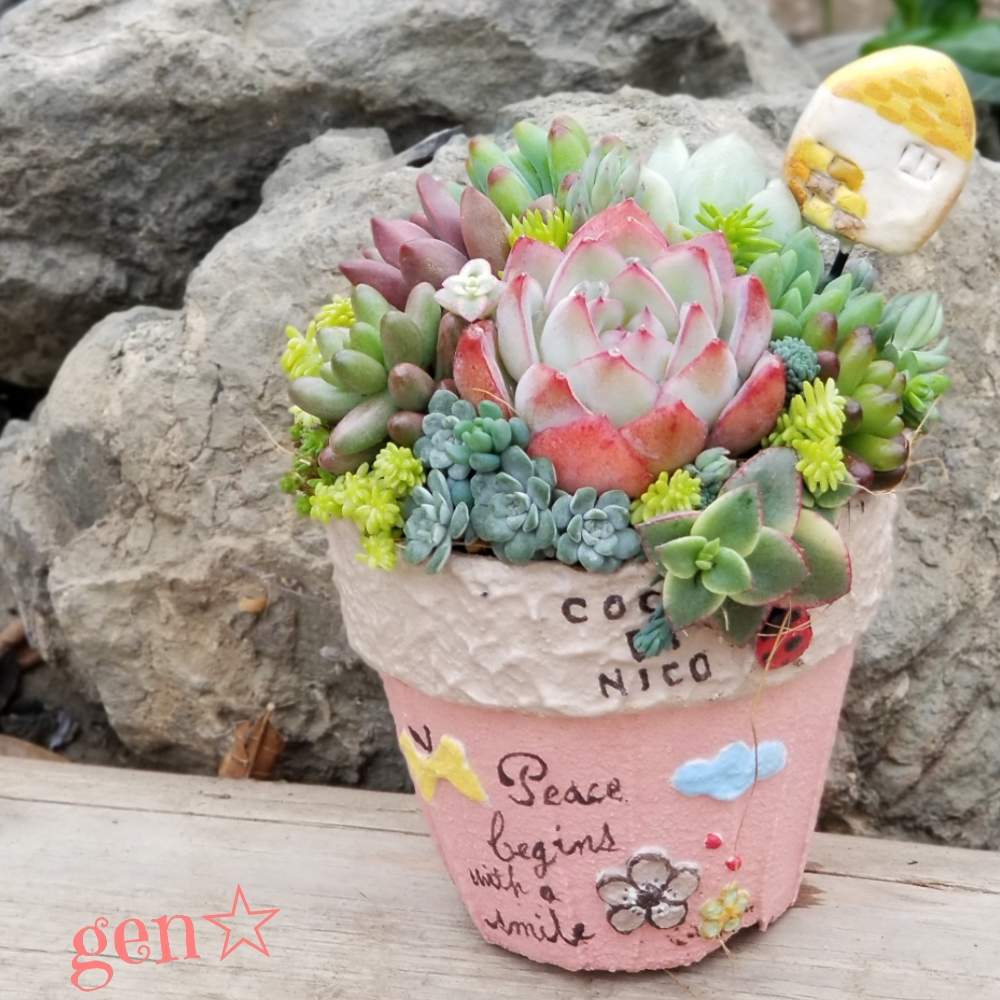 お出かけ先の画像 by げんげんさん | お出かけ先とgengen木箱とHTCとだいすきとありがとう♡と植中毒と多肉夫婦と多肉女子とリメ缶・リメ鉢としあわせ♡とタニラーといやされるとかわいいな♡と多肉多肉多肉多肉多肉‼とたにおたくらぶと千葉タニラーと置ききれない多肉たちとGS植物うちなーぐち会