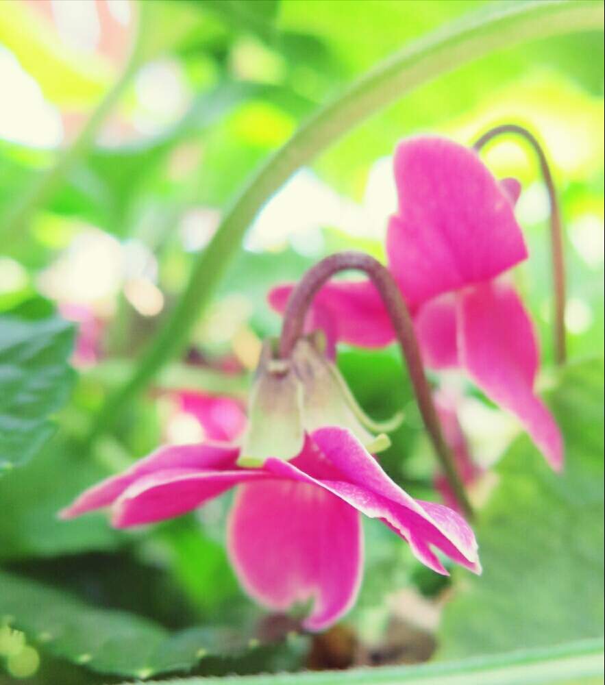 お出かけ先の画像 by ぺこりん♪さん | お出かけ先とニオイスミレと公園と『早春に咲いた花』フォトコンテストとピンク❤︎ピンクとGS映えとGS日和と温室と散歩とおでかけ先と名古屋農業センターとお散歩とかわいいな♡とお出かけ先にて