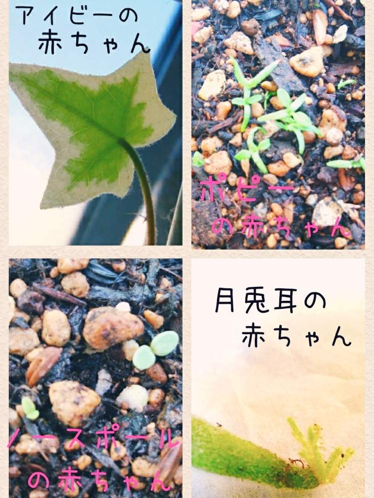 バルコニー/ベランダの画像 by ルミさん | バルコニー/ベランダとグリーンライフ♡とアイビー♡とナチュラルと赤ちゃんと発芽と月兎耳♪