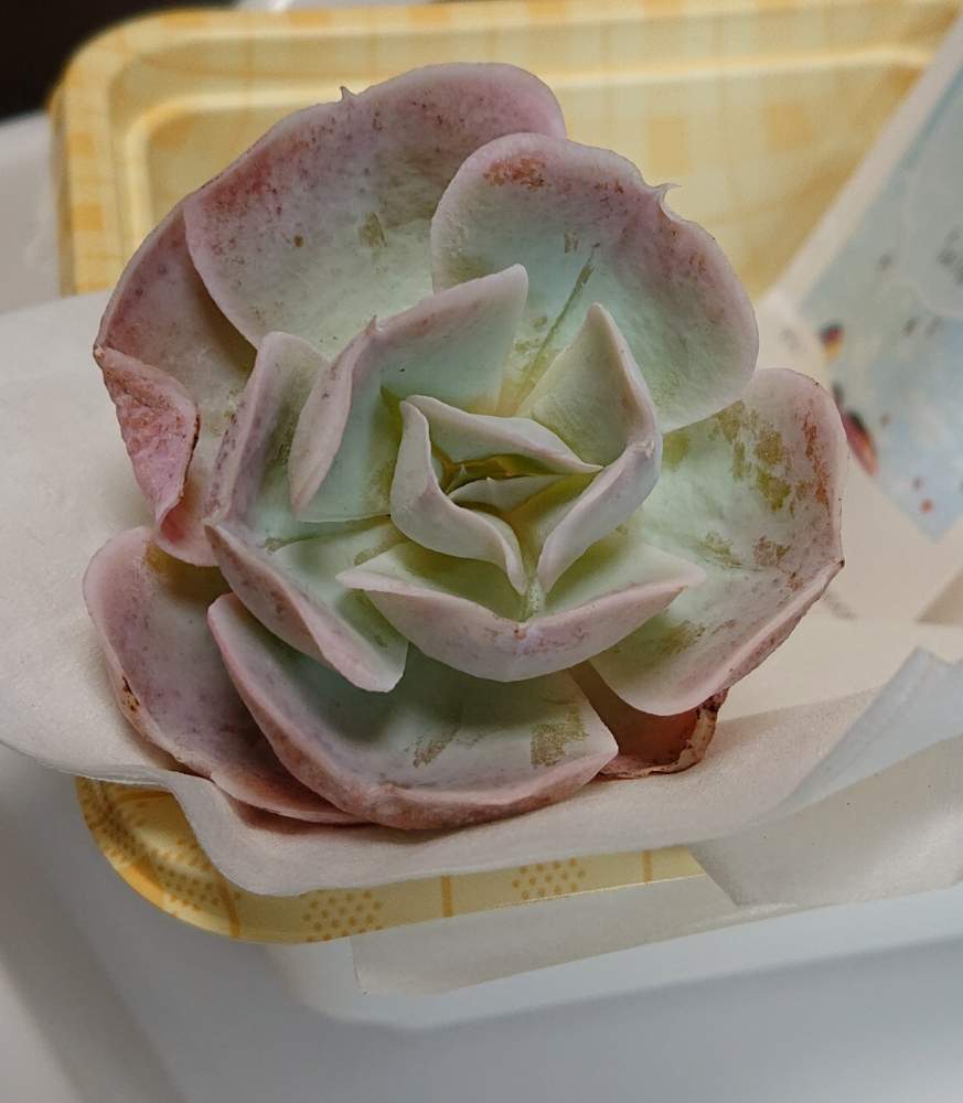 窓辺の画像 by SARAさん | 窓辺とスマホ撮影と多肉植物と『ひとりじゃない、繋がろう』と新品種と2019.3.11
