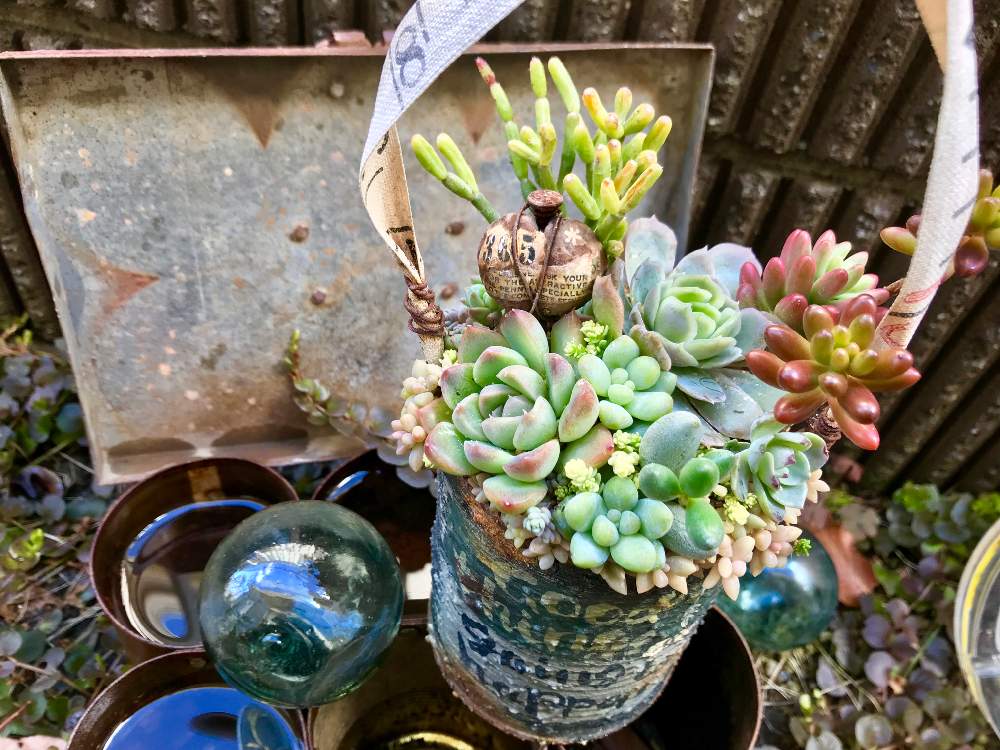 小さな庭の画像 by なおみさん | 小さな庭とアルビカンスと多肉植物と雰囲気づくりとセダム!とサビサビとジャンクとわが家の多肉スペースと紅葉する多肉と多肉植物寄せ植えと多肉いじりたいと もこもこと癒し空間とmaiチャン メジャー缶と紅葉楽しみと可愛いと古道具とジャンクガーデンと多肉植物 エケベリアと可愛い鉢