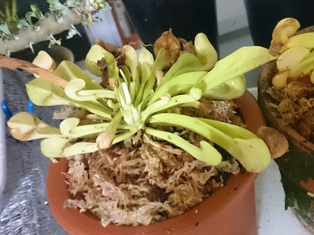 部屋の画像 by sword-tさん | 部屋とサラセニア、とサラサニア プシタシナとボタニカルライフと食虫植物とプシタシナーとGS映えとGS日和と植中毒と私は、虫とグリスナ映えと食虫毒とサラセニアと珍奇植物とがばいと食虫植物 サラセニアとプシタシナ愛好会とサラリーマン編とサラセニア科と食虫植物広め隊