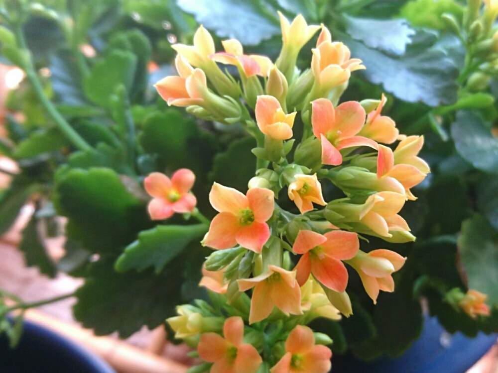 部屋の画像 by misaoiさん | 部屋と花のある暮らし