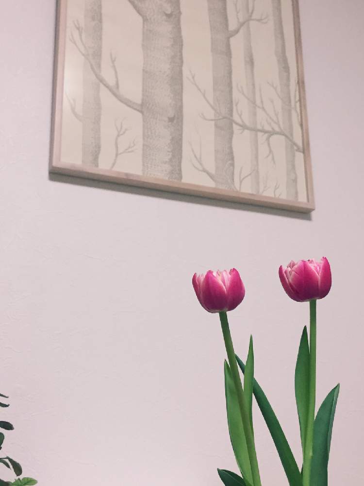 インテリアの画像 by Flower✴︎さん | インテリアと春♡ところりん♫と素敵なお出迎え♡とGS映えと八重咲チューリップとリビングと感謝♡ありがとう♡と花のある暮らしとかわいいと家庭菜園奮闘日記と元気✨と春のよそおいと素敵インテリア♡と癒し♡と可愛い♡と北欧