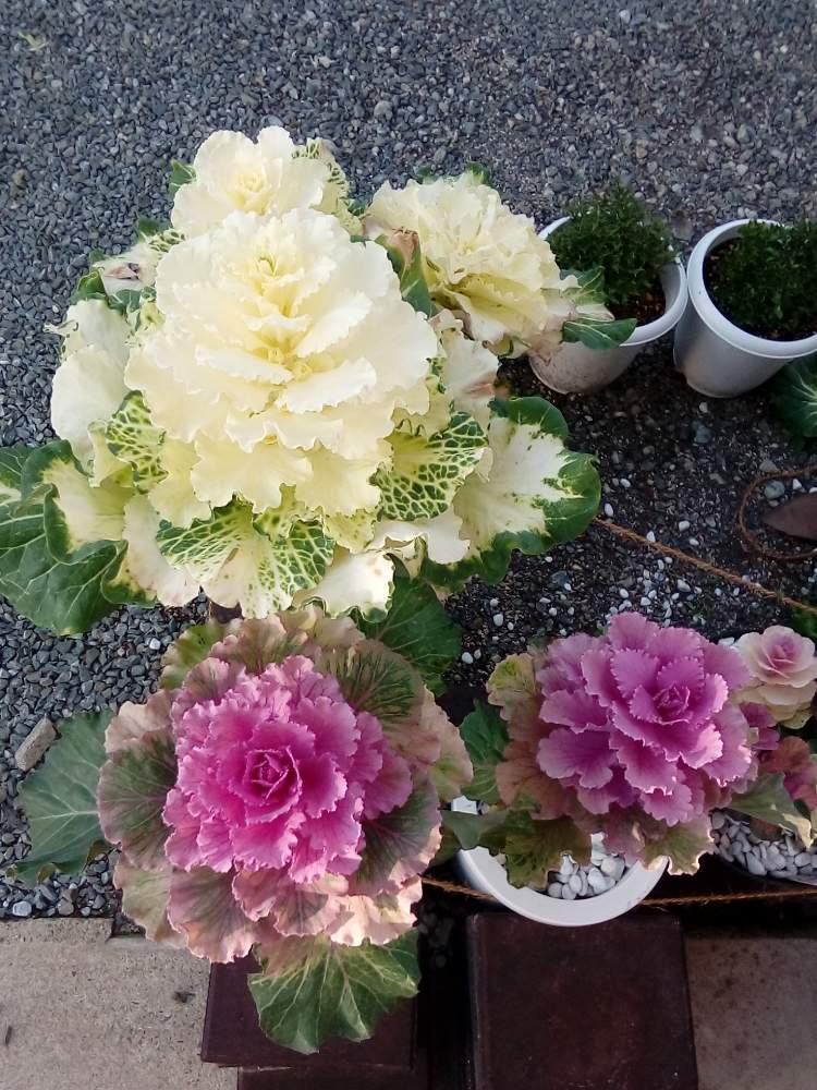 玄関の画像 by イル・セットさん | 玄関と花のある暮らしと島七野菜販売(google検索)と♯葉牡丹と隣のたかし君の切り花畑