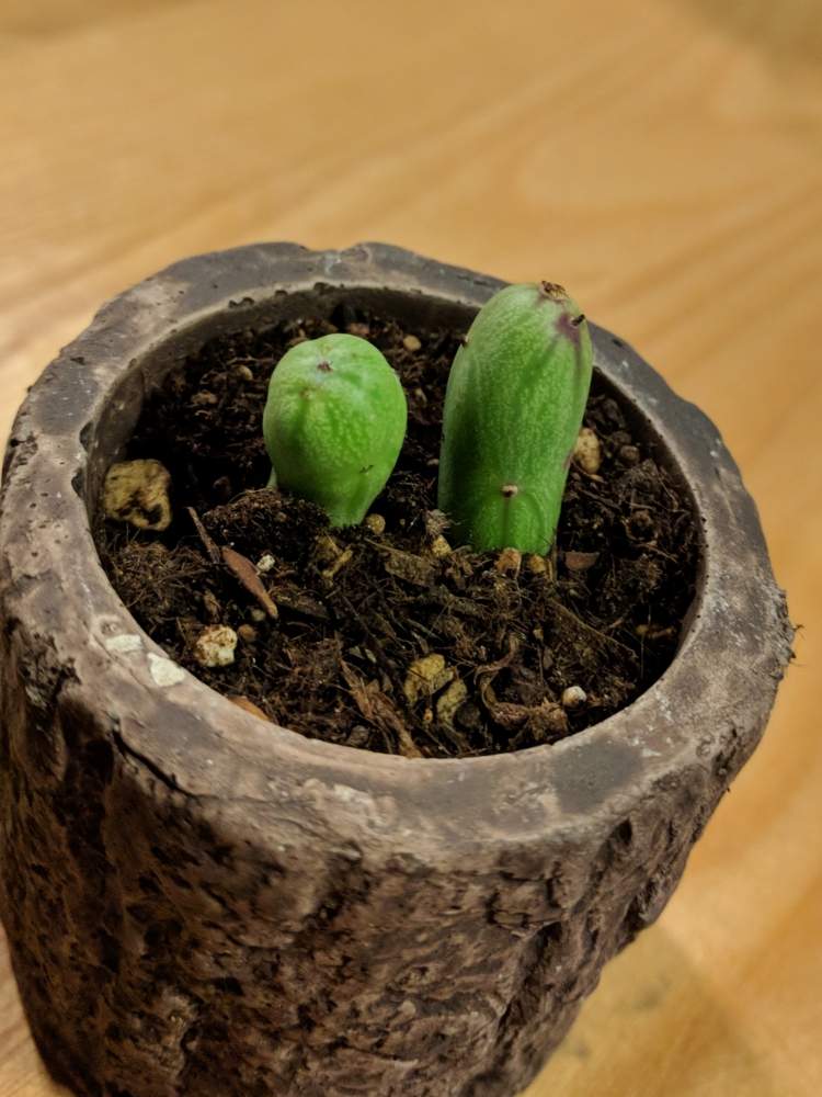 の画像 by aaさん | 七宝樹と多肉植物とみどりのある暮らしときれいな色と鉢植えと観察中と九州北部とかわいいとこどもの作品