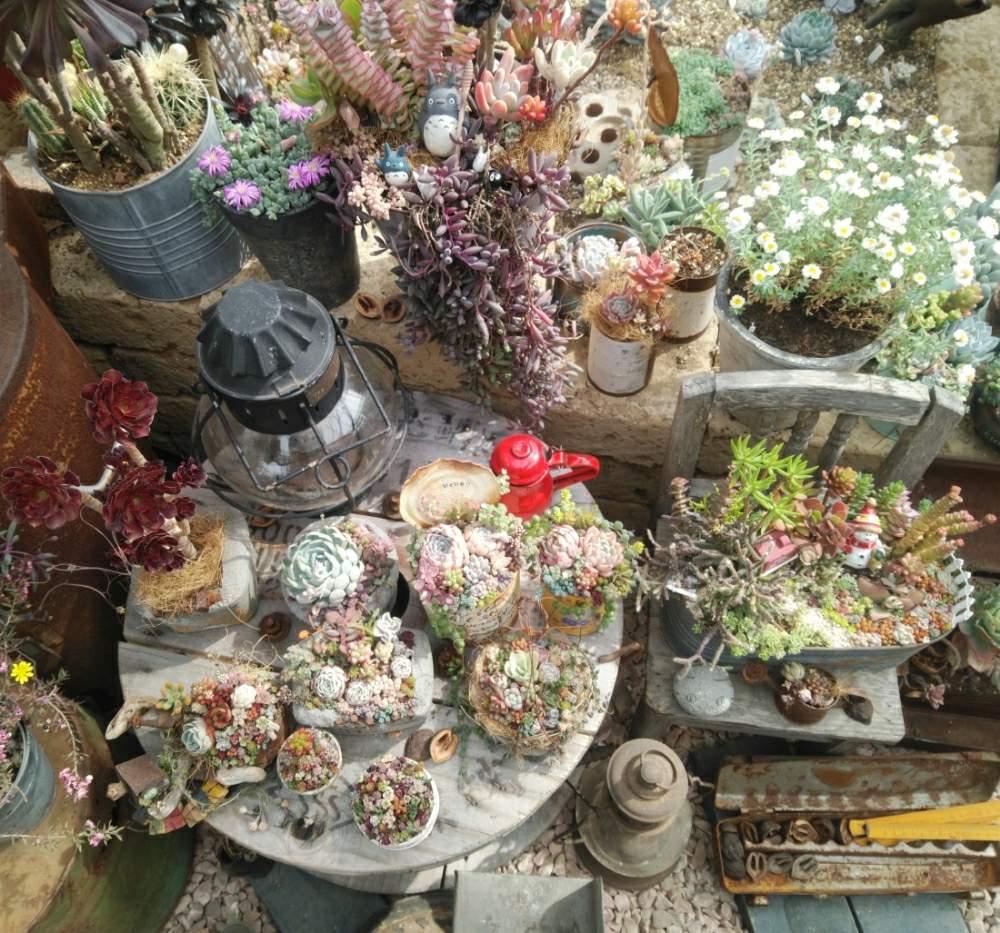 小さな庭の画像 by たんくんさん | 小さな庭とJUNK Gardenと多肉植物寄せ植えと*カキノタネ*ハウスとjunkgardenと地植え