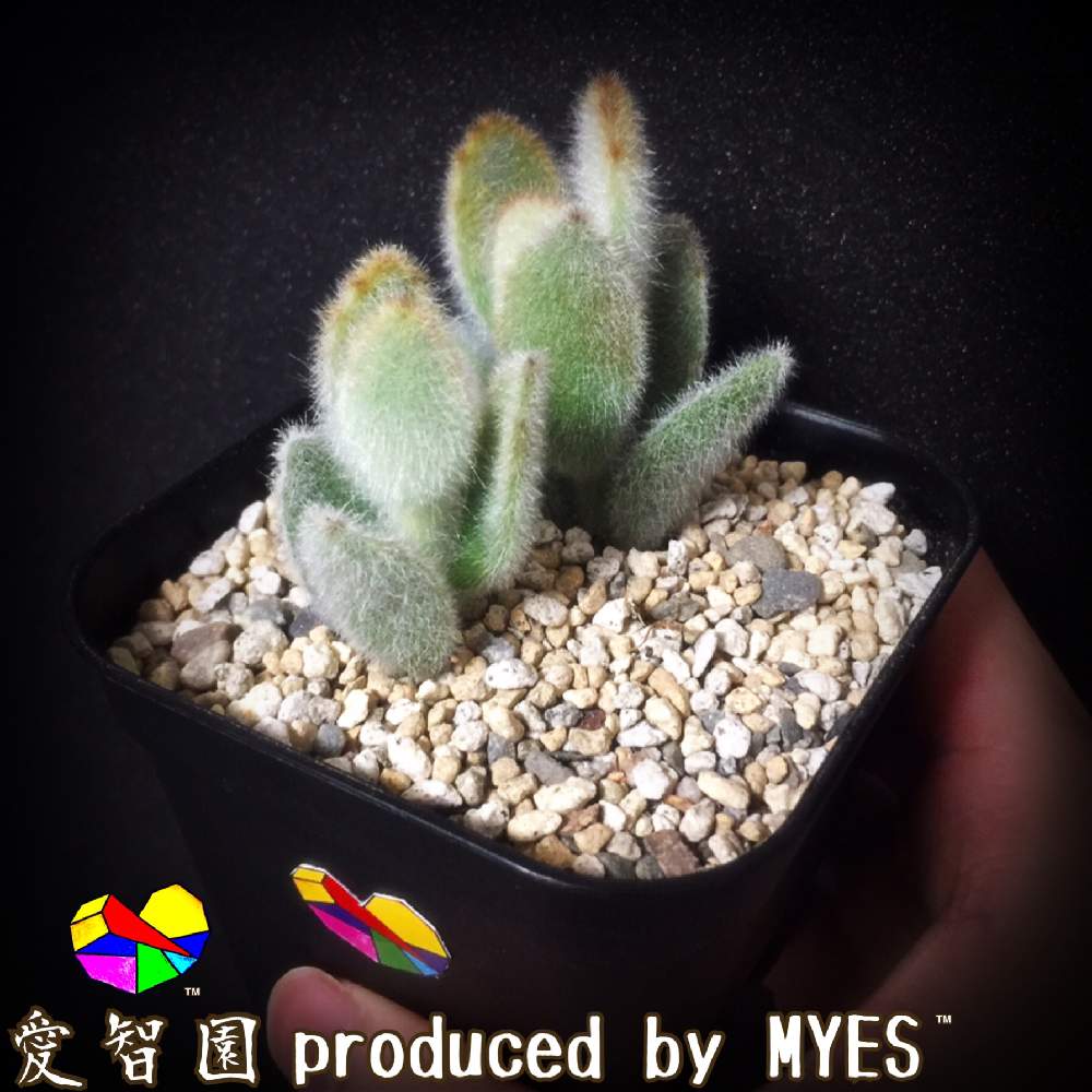 テラスの画像 by 愛智園 produced by MYES™️さん | テラスとアンゴラ兎と愛智園と多肉植物とカッコいいとボタニカルライフとうさぎシリーズとオシャレと多肉ちゃんと直射日光とお上品と植中毒と綺麗と多肉女子と多肉植物とサボテンとタニラーとカランコエ属と花のある暮らしとかわいいと個性的とMYES™️とバルコニスト