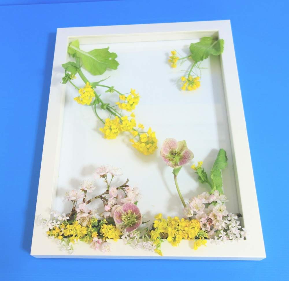 部屋の画像 by 野ニンさん | 部屋と『早春に咲いた花』フォトコンテストと花のある暮らしとGS映え