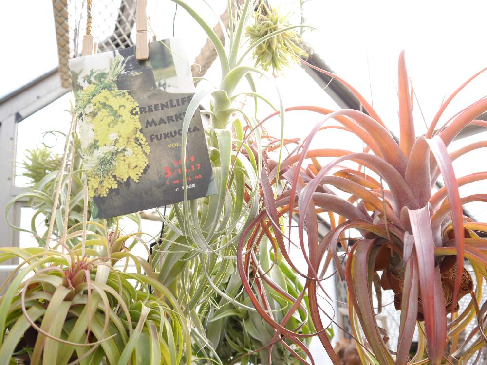 お出かけ先の画像 by チラ彦さん | お出かけ先とマイ・コレクションと着生植物と福岡とボタニカルライフと植物男子とエアープランツ☆と舞鶴公園と温室のある暮らしとブロメリアとお誘いとGS映えとティランジア属とチラ 自慢と俺の温室と天狗堂とグリーンライフマーケットとチランジア 最高の1枚とエアプランツとエアープランツ天狗堂とエアープランツ/チランジアとGreenLife Market