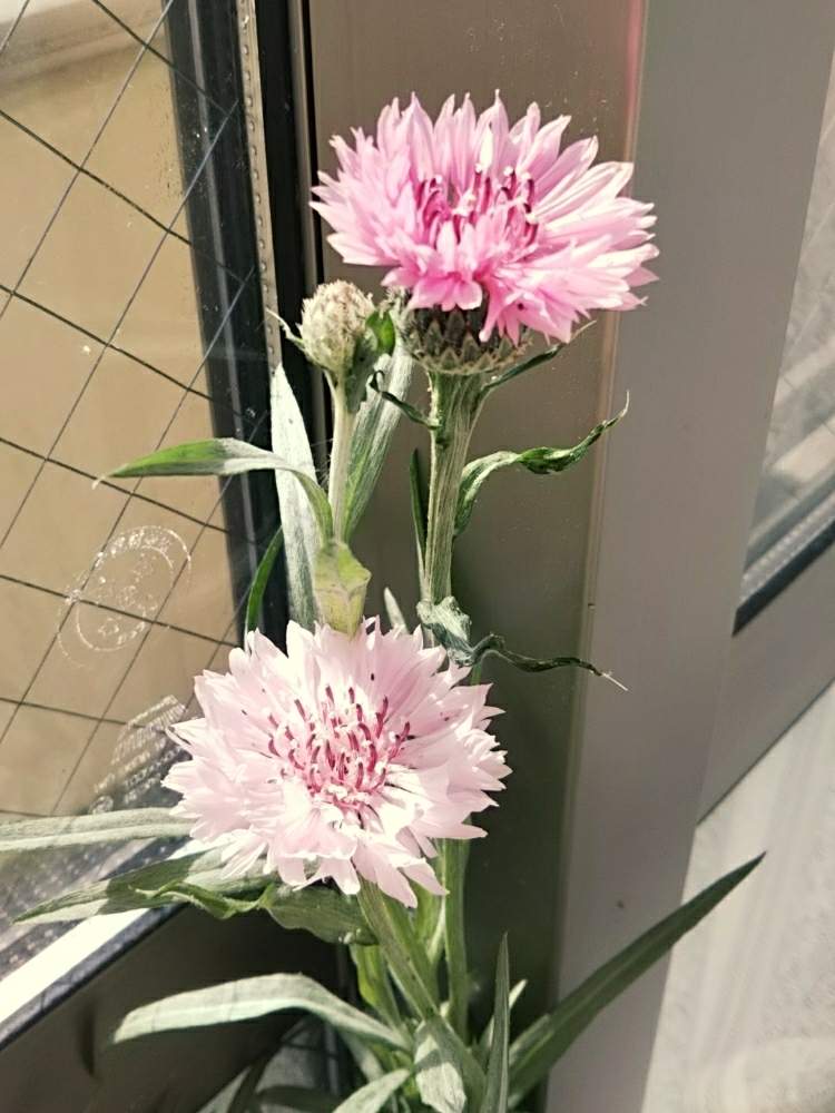 窓辺の画像 by nagoさん | 窓辺とヤグルマギクと今日のお花