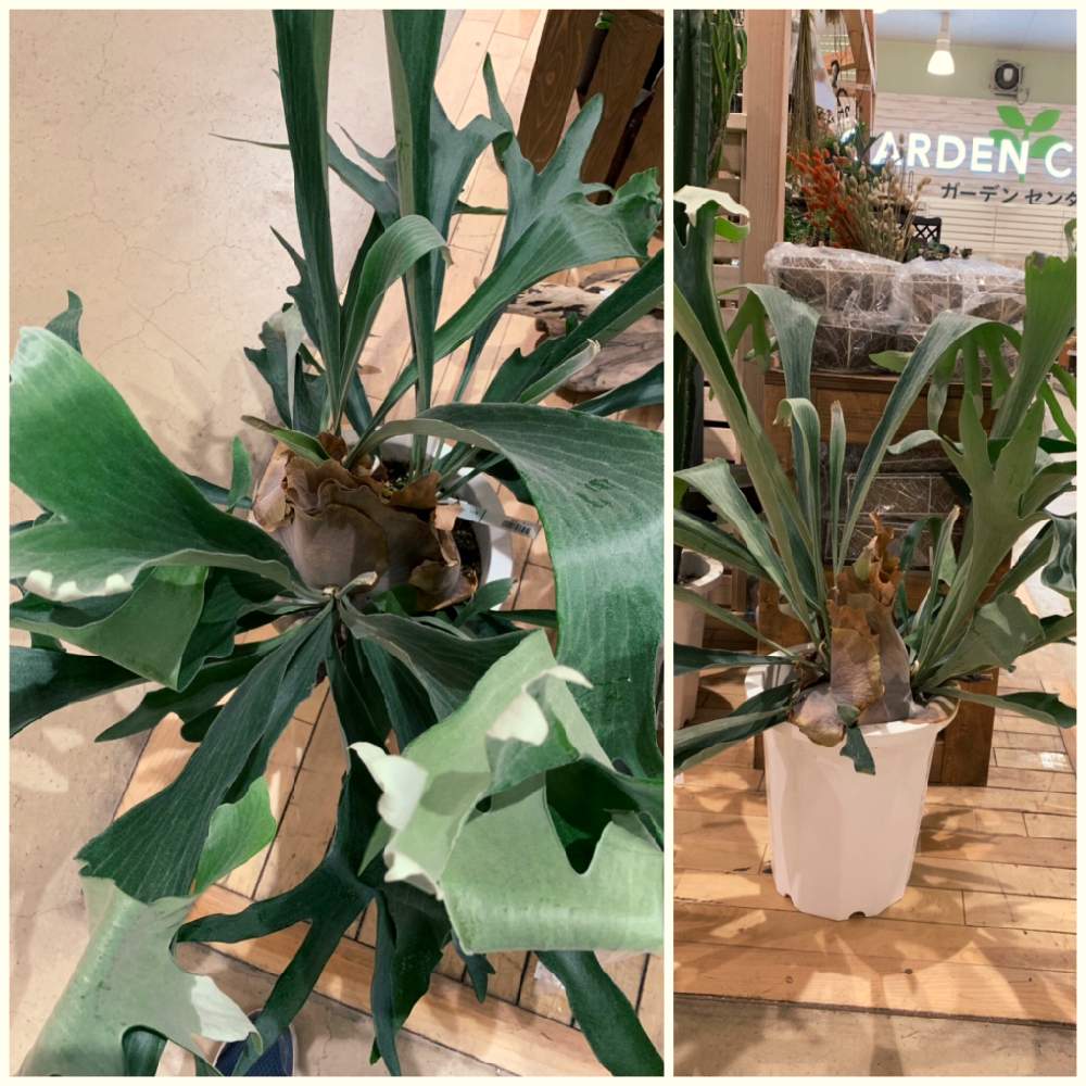インテリアの画像 by カインズさん | インテリアと着生植物と コウモリラン と入荷情報♪と吊り観葉とGS映えとカインズとホームセンターと吊り鉢とコウモリラン部とカインズ浦和美園店とカインズホーム