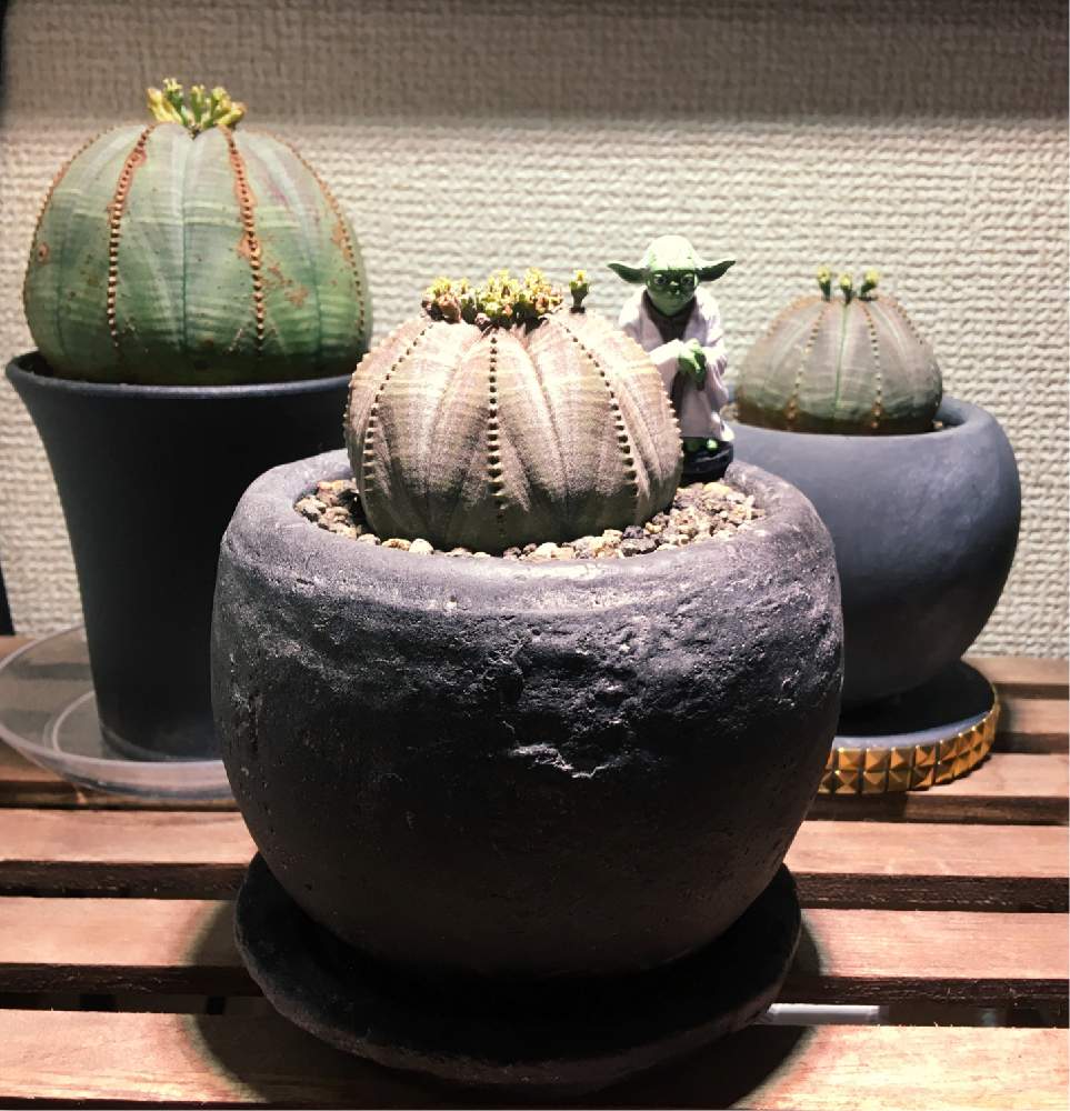 インテリアの画像 by youさん | インテリアとオベサとオシャレとGS映えとGS日和と植中毒とhana farmとDIYとスタッズとスターウォーズと珍奇植物とユーフォルビアと鶴仙園とバルコニスト