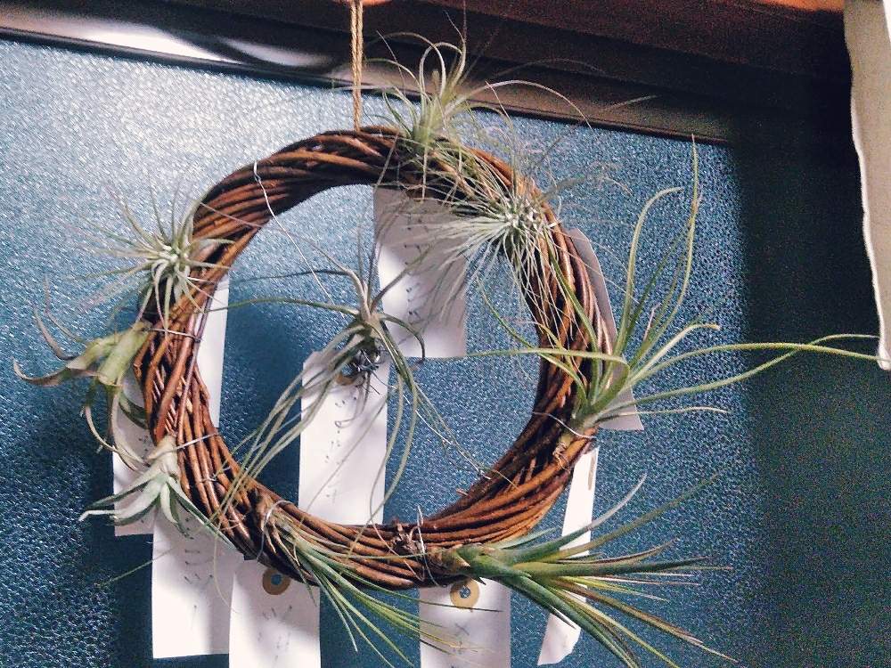 寝室の画像 by ドラゴンさん | 寝室といろいろと100均エアプランツと多肉植物と観葉植物と食虫植物とメタルラックと種まきと植物とコーナンとビニールハウスと植え替えと買い物と趣味とハーブとホームセンターとガーデニングと珍奇植物と盆栽と葉挿し