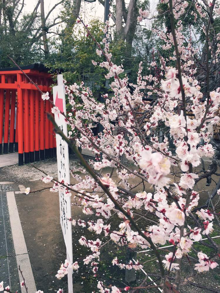 お出かけ先の画像 by さやちんさん | お出かけ先と白梅と北野天満宮と朱の鳥居と『早春に咲いた花』フォトコンテストとGS映えと花のある暮らし