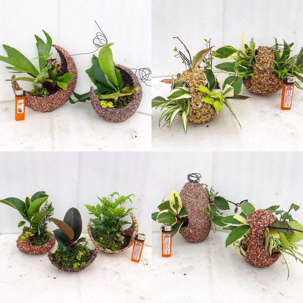 インテリアの画像 by shellgarden maedaさん | インテリアと多肉植物と観葉植物と苔 (コケ)と寄せ植えと挿し木と植中毒と今日のお花と流木とオリジナルポットと花のある暮らしと貝殻とアクアテラリウム