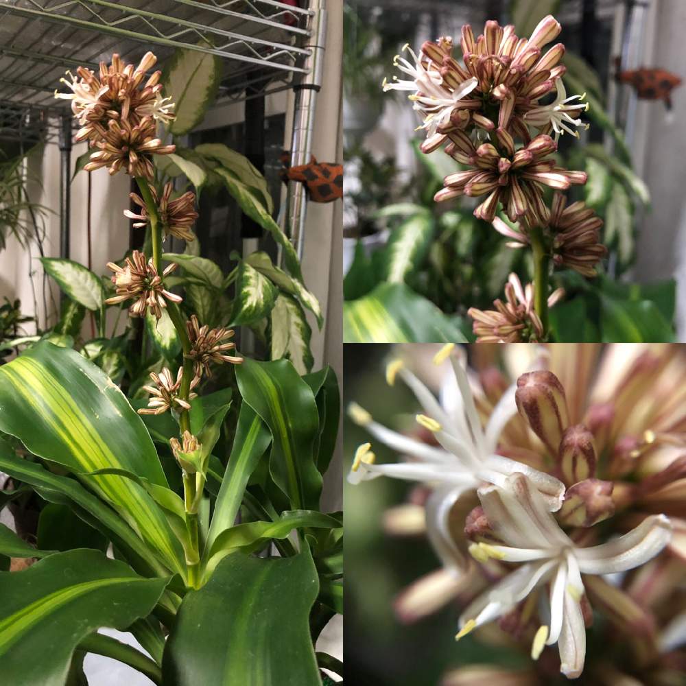 部屋の画像 by hiroさん | 部屋とドラセナ(幸福の木)と多肉植物と洋蘭と観葉植物と冬越しとハオルチア属と山野草とGS映えと珍奇植物と花のある暮らしとユーフォルビアと東洋蘭とエビネ蘭と四季の花とバルコニスト
