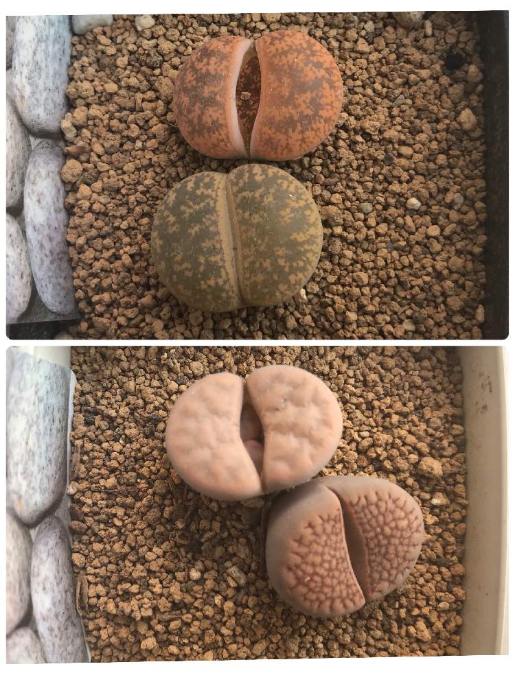 バルコニー/ベランダの画像 by yumiWaさん | バルコニー/ベランダと多肉植物とタニラーとリトープス属とタニク初心者とバルコニスト