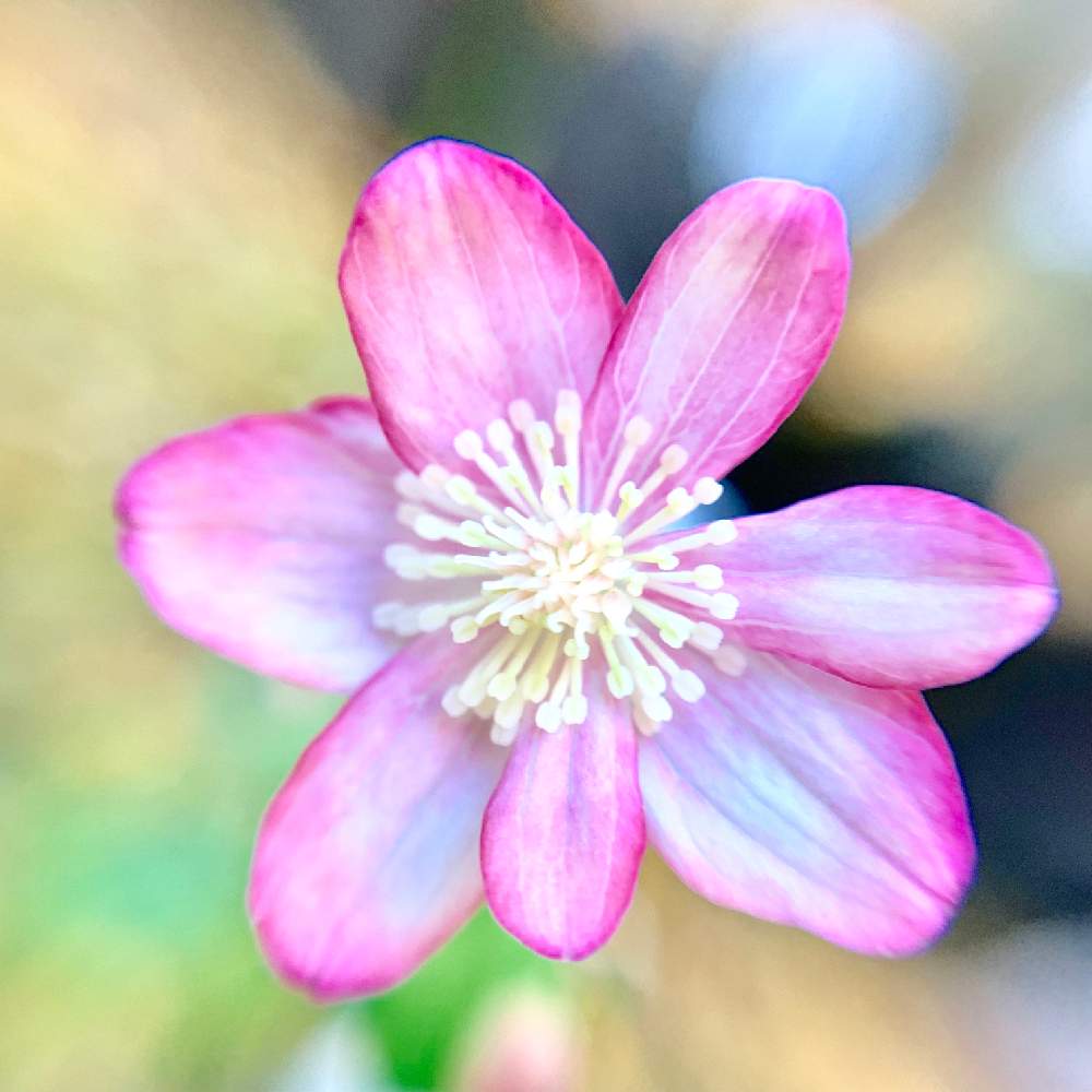 小さな庭の画像 by PT_yamahiroさん | 小さな庭とタカサゴカラマツとスマホ用マクロレンズ使用と我が家の花達と半日陰と山野草と花壇とアップ写真と『早春に咲いた花』フォトコンテストとフラワーとマイガーデンとGS映えとマクロ撮影と植中毒と桃色の花と我が家の花壇とお花畑 と我が家の庭と花好きとガーデニングとお花とマクロな世界とお花好き