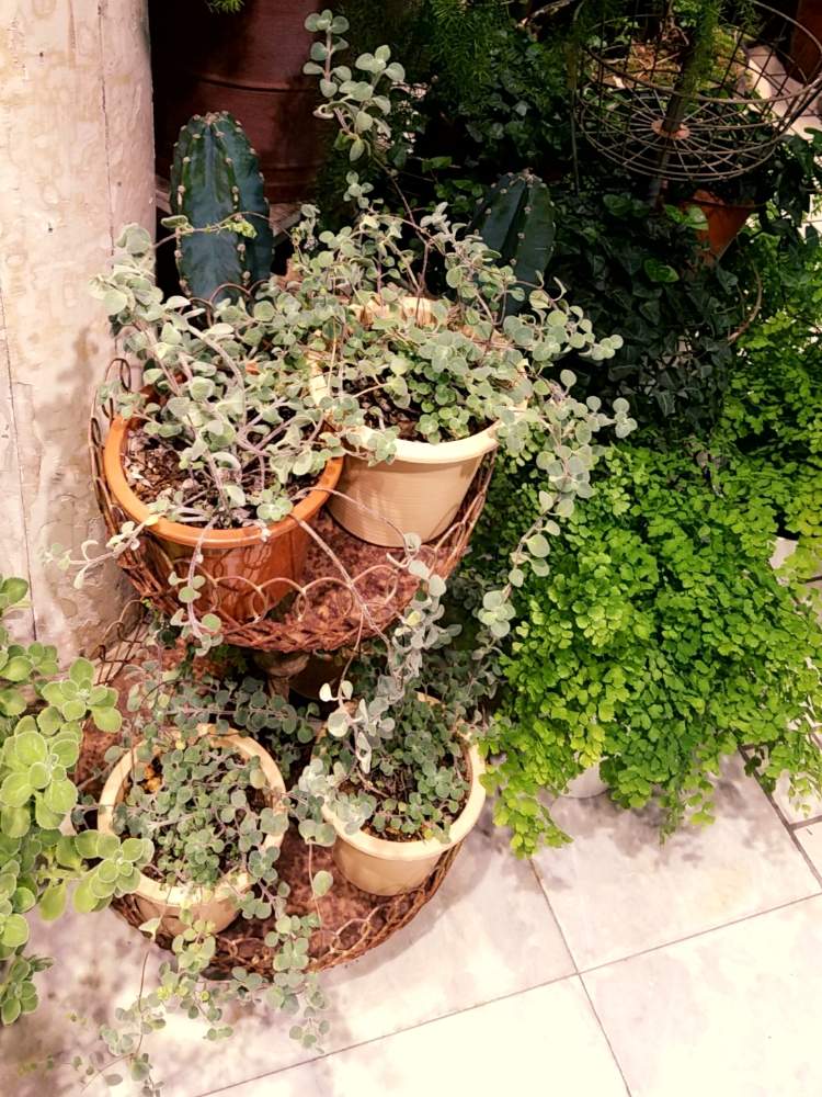 お出かけ先の画像 by ちゃまめさん | お出かけ先と観葉植物とGS映えと水草とお花屋さんとタニク初心者と多肉初心者