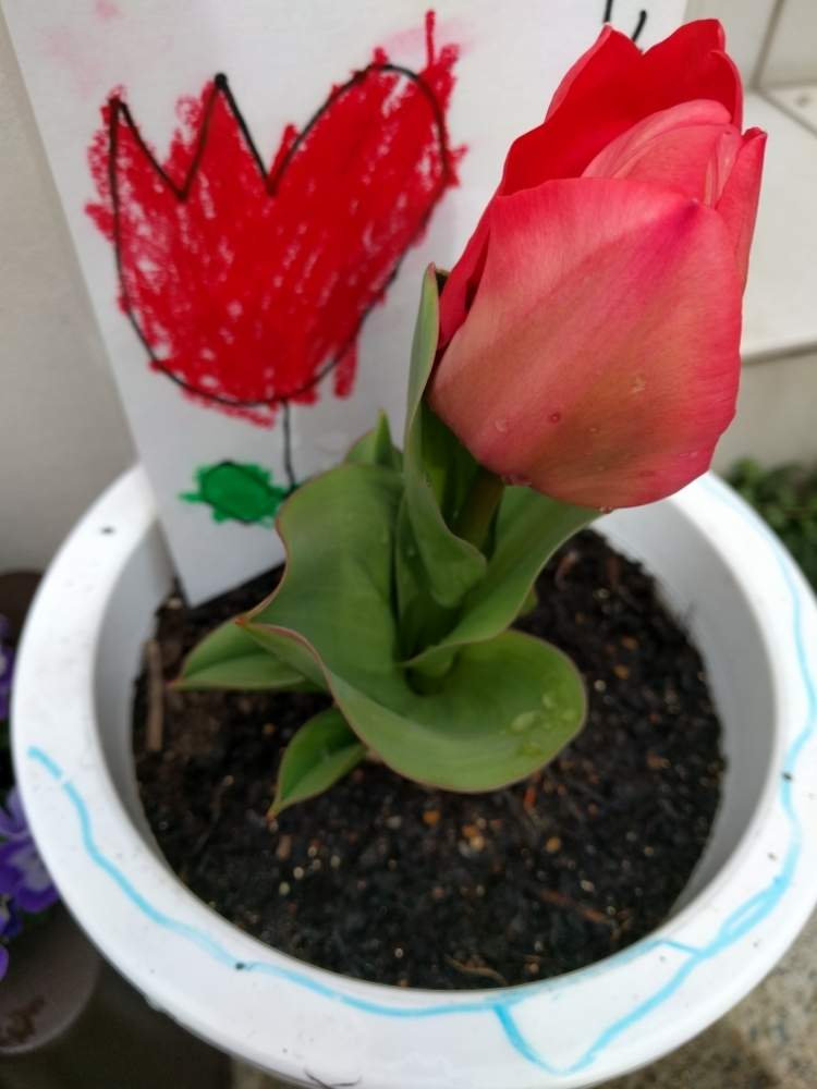 の画像 by aaさん | チューリップと春のお花とお庭の植物ときれいな色とはると鉢植えと観察中と九州北部と花のある暮らしとかわいいとこどもの作品