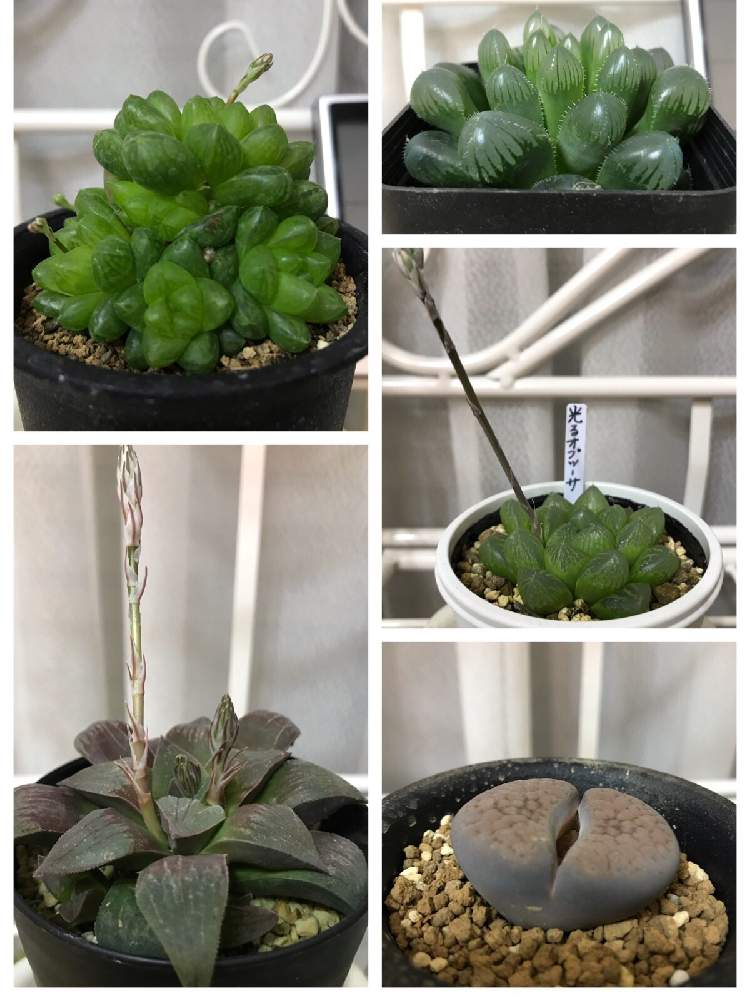 部屋の画像 by keiponさん | 部屋とハオルチアとリトープスと多肉植物とサボテン科と多肉箱庭とカインズ青梅インター店とイベントとGS映えとGS日和と多肉女子と多肉植物とサボテンと園芸イベントと花のある暮らしと多肉寄せ植えとカインズホームとバルコニストと多肉植物 多肉の有るくらし