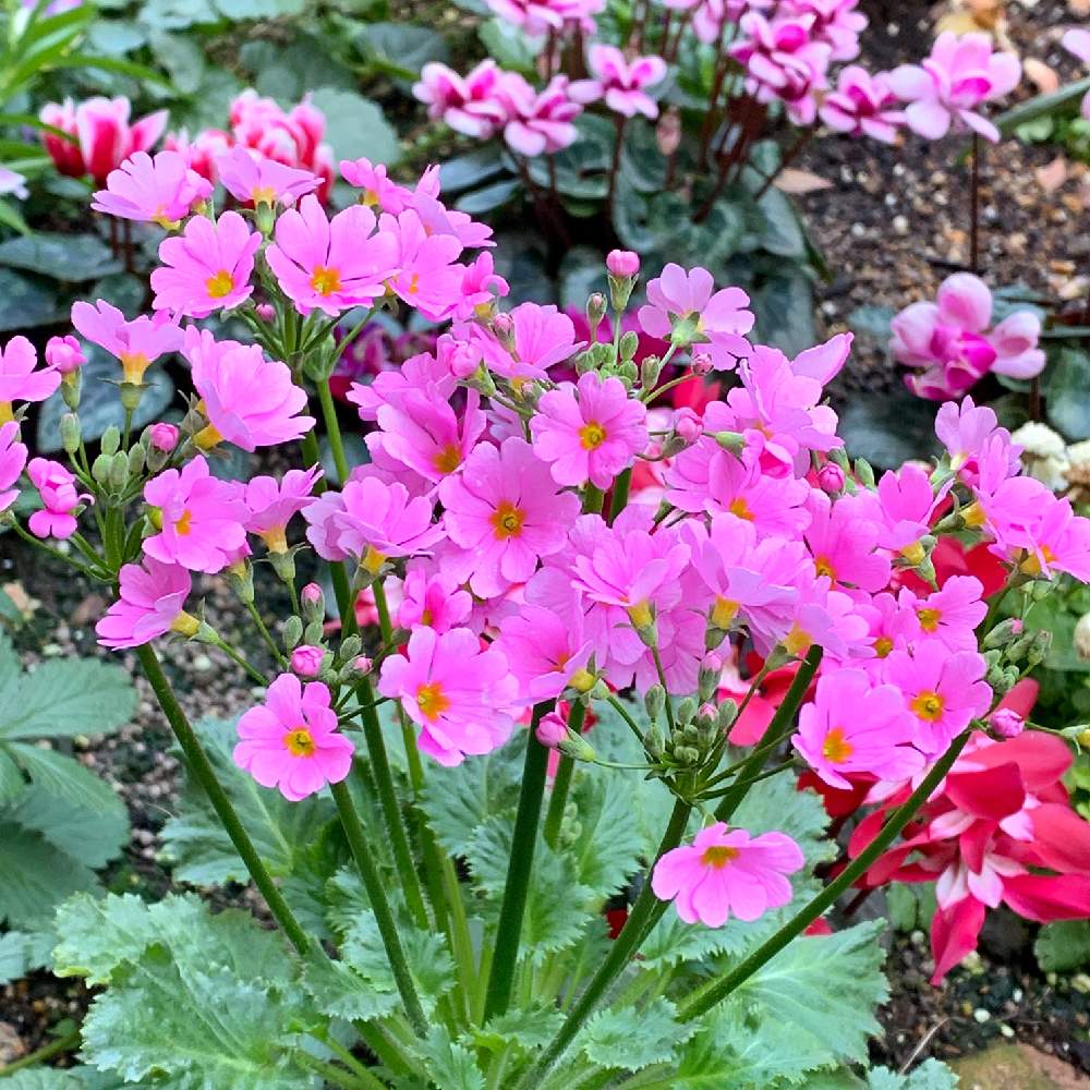 小さな庭の画像 by PT_yamahiroさん | 小さな庭とサクラソウとスマホ撮影と赤色の花と我が家の花達と花壇と『早春に咲いた花』フォトコンテストとフラワーとマイガーデンとGS映えと植中毒と我が家の花壇とお花畑 と我が家の庭と花好きとガーデニングと花のある暮らしとお花