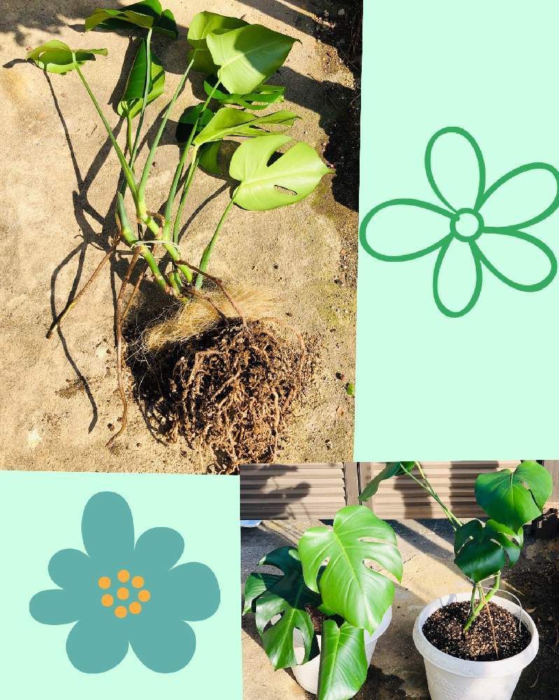 の画像 by らりるん♪さん | モンステラと観葉植物とわが家の観葉植物❢と植え替えと根詰まり