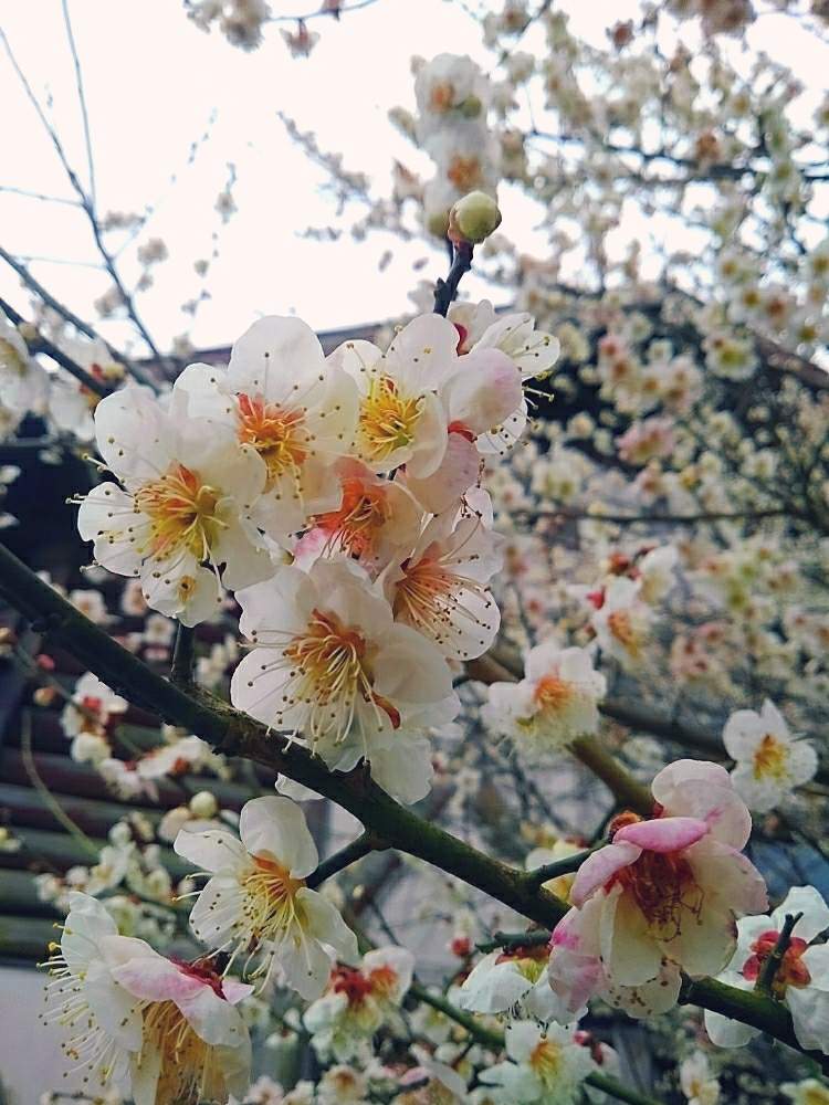 の画像 by ♠︎♦︎スタキティ♥︎♣︎さん | 白梅と『早春に咲いた花』フォトコンテストと里山とお散歩と令和最初の植物・お花フォトコン