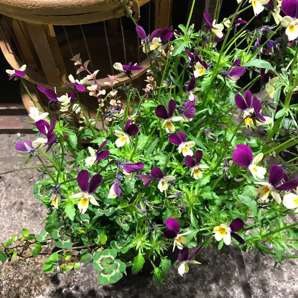 の画像 by フラワーショップ京王 新宿地下店さん | 京王線とビオラ寄せ植えと京王百貨店と新宿区と新宿駅と花のある暮らしとお花といやされると西新宿とお花屋さん