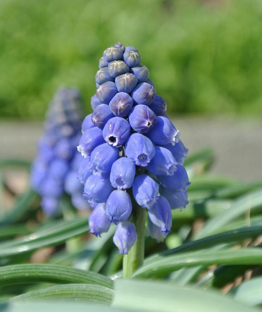 小さな庭の画像 by あおぞらさん | 小さな庭とムスカリと春のお花と葉っぱと青い花とつぼみと『秋植え球根』フォトコンテストと鉢植えと花のある暮らしと青い花マニアとお花と球根植物