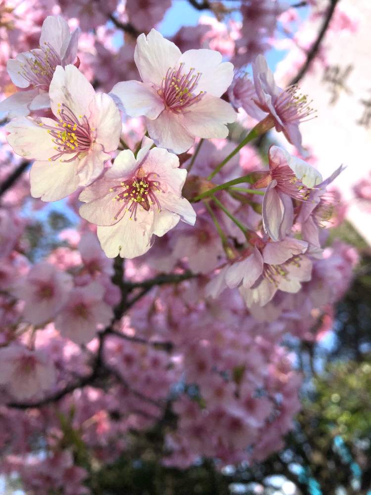 お出かけ先の画像 by あーちゃんさん | お出かけ先とカンヒ桜と早咲きの桜とGS映えとGS日和と花のある暮らしと草花大好き