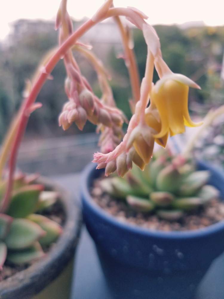 バルコニー/ベランダの画像 by mさん | バルコニー/ベランダと花のある暮らしと寄せ植えと観葉植物と多肉植物