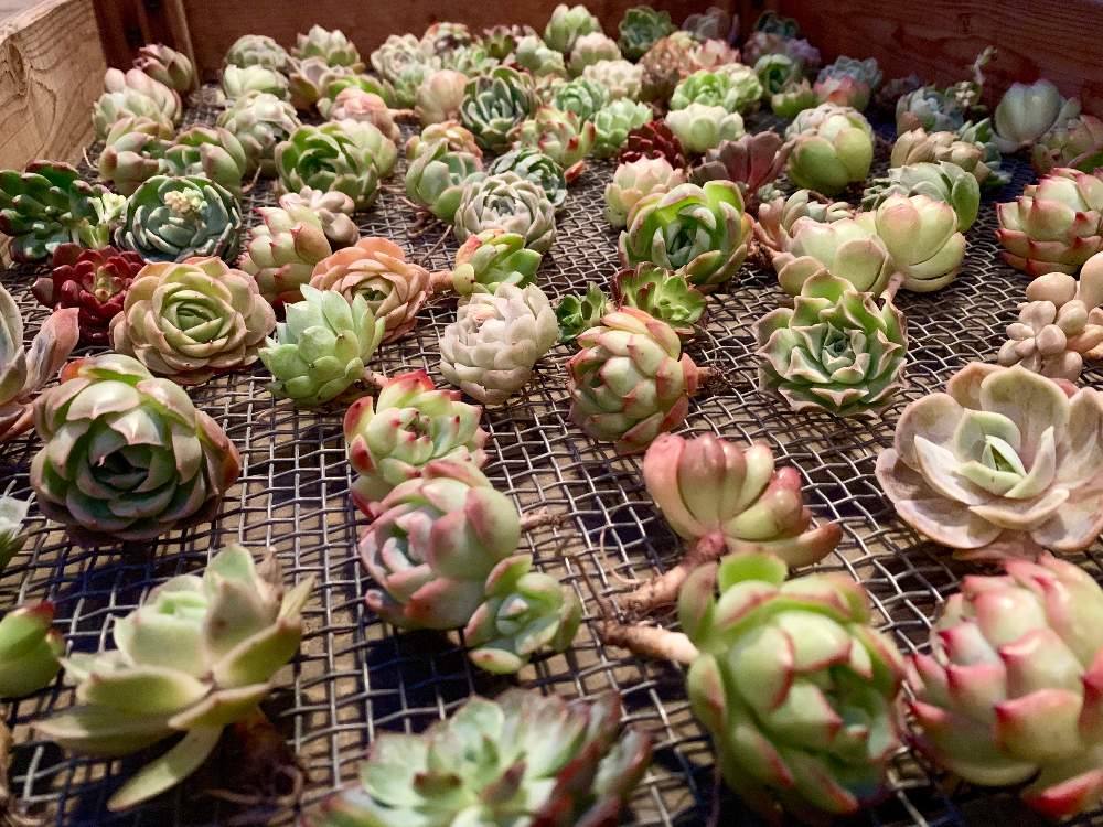 インテリアの画像 by Flower Villageさん | インテリアと多肉植物とタニパトとカット苗と多肉大好きと園芸店と神奈川タニラーとGS映えとベランダガーデンと多肉植物のある暮らしと植中毒とエケベリア属とフラワービレッジと多肉女子と植物女子と抜き苗と韓国苗とflowervillageと多肉寄せ植えとインテリアグリーン