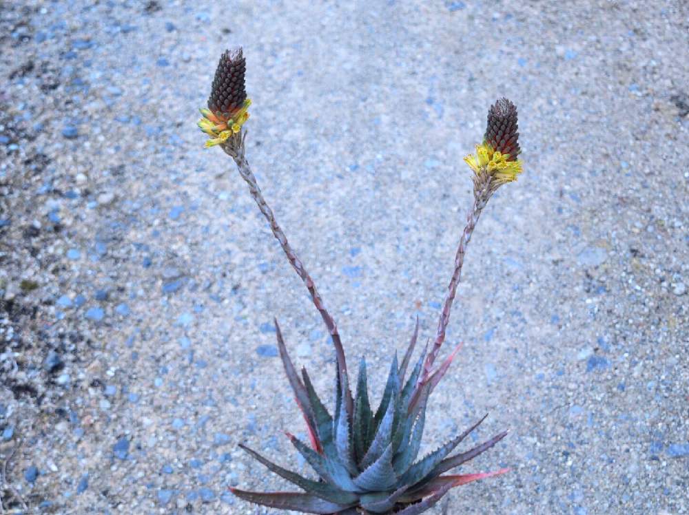 の画像 by けんちんさん | 多肉植物とアロエ科と植物のある暮らしと一眼レフとno green no lifeと植中毒と今日の一枚