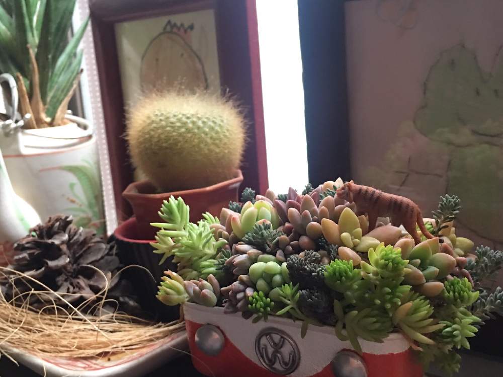 窓辺の画像 by ふかさん | 窓辺と多肉植物と誕プレとリメ缶と多肉大好きとニタニタニクとひとめぼれ♡とはるが来た!と可愛い多肉ちゃん❤︎と多肉女子と多肉チャンドハマりと花のある暮らしとタニク初心者とタニクちゃんとちまちま寄せ