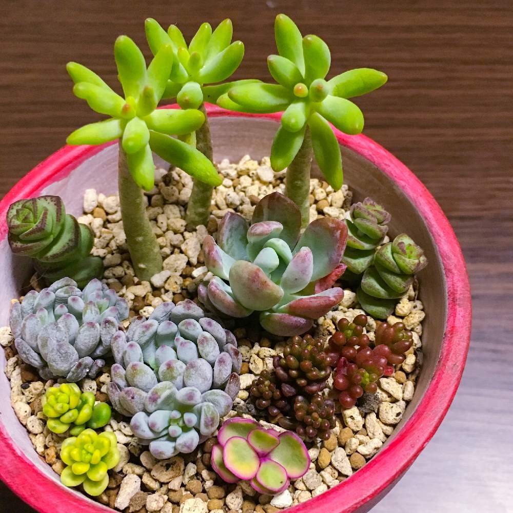 窓辺の画像 by yukari23さん | 窓辺と山形と多肉植物とリメ缶とカット苗と発根待ちと東北とGS映えと根っこ出たと植え変えと多肉女子と 八千代とタニラーとコミックトム❇とリメイク鉢