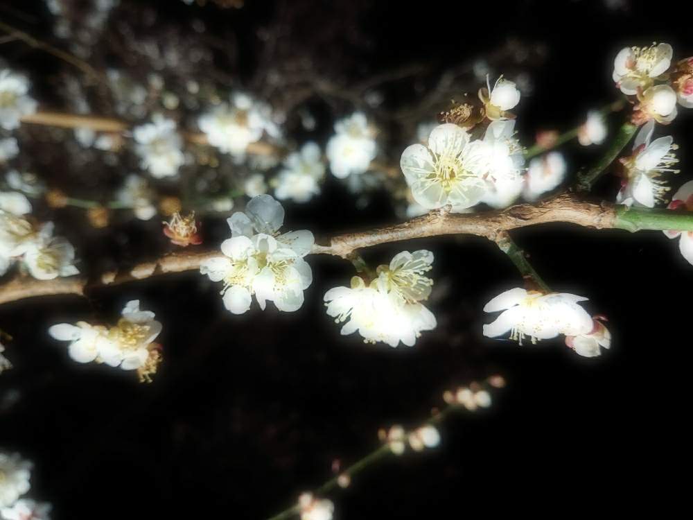 お出かけ先の画像 by Naruさん | お出かけ先と❇︎梅の花と 梅の花と白梅の花と『早春に咲いた花』フォトコンテストと偕楽園と@naturalと花のある暮らしとライトアップ