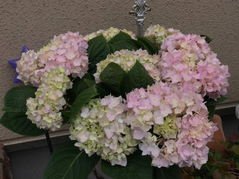 の画像 by りりさん | 四季咲きアジサイ 霧島の恵と嬉しいと紫陽花 アジサイ あじさいと美しいと四季咲きとアジサイ 霧島の恵と大事に育てたいと花のある暮らしと庭植えとやっぱり花が好き♡