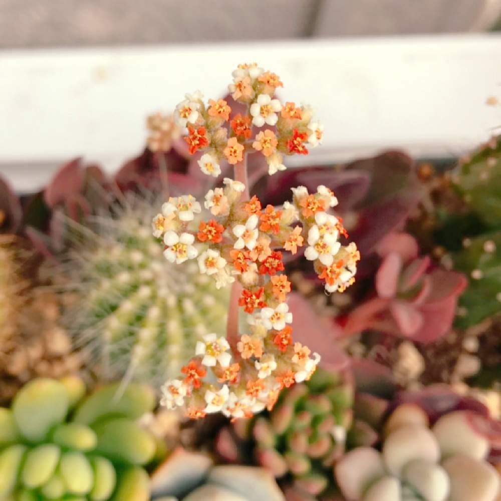 の画像 by sharurinさん | ワーテルメイエリとワーテルメイエリー(クラッスラ属)と多肉植物と多肉の花と多肉大好きと多肉ちゃんと多肉のある暮らし