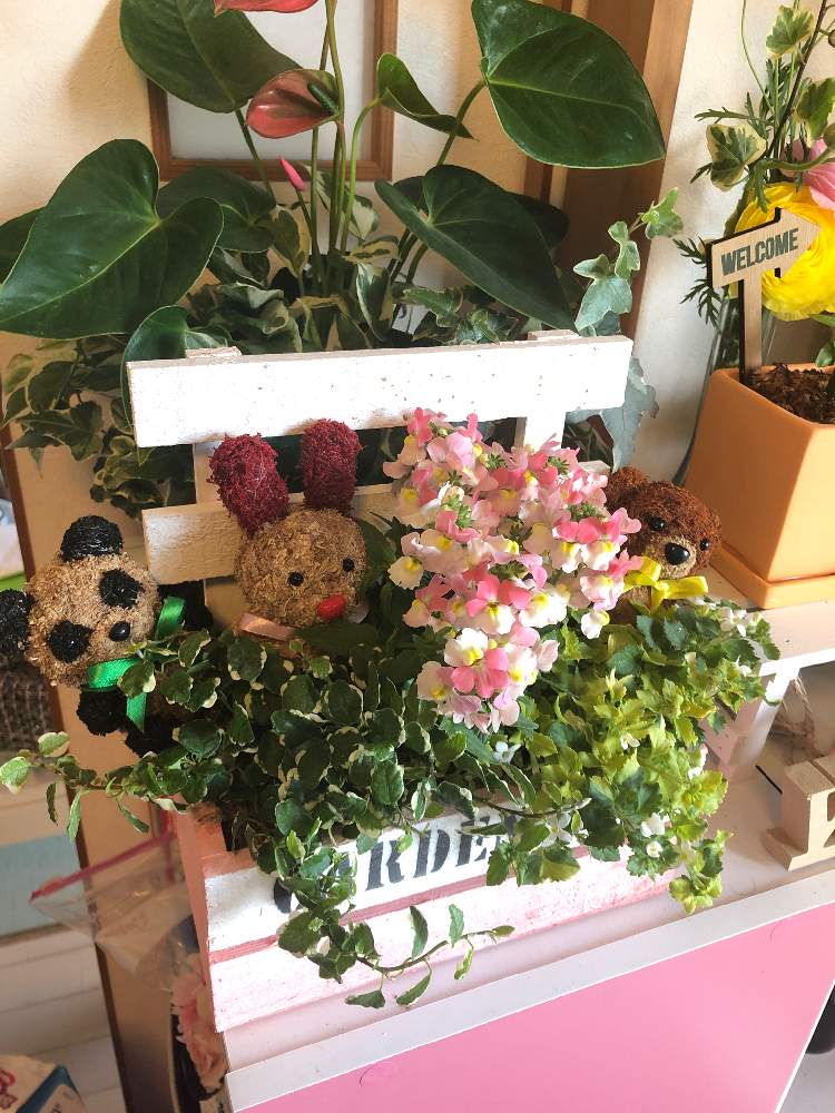 の画像 by HISAYOさん | ネメシアとバコパとプミラとおきにいり ♡と春が来た❣️と観葉植物大好きと可愛い寄せ植えと花のある暮らしと可愛い寄せ植え♡