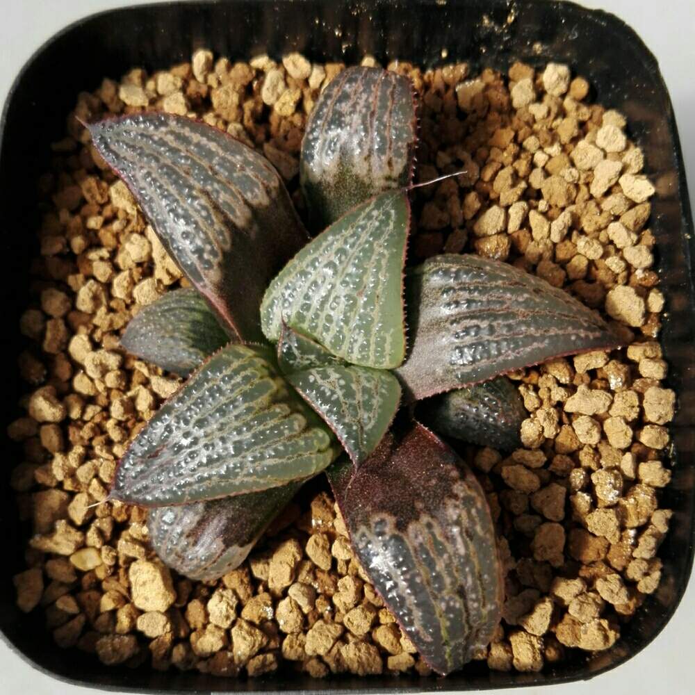 お出かけ先の画像 by nawo8969さん | お出かけ先と多肉植物と福岡とハオルチア属と購入苗_8969と青木No.1スプレンデンスとグリーンライフマーケット