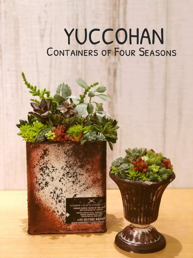 部屋の画像 by 寄せ植え屋ゆっこはんさん | 部屋と寄せ植え教室と多肉植物とレッスン受付中と寄せ植えと横浜と多肉女子と寄せ植え屋ゆっこはんとコンテナガーデンと東急ハンズ渋谷店とポップアップストアと多肉寄せ植えとリメイク鉢