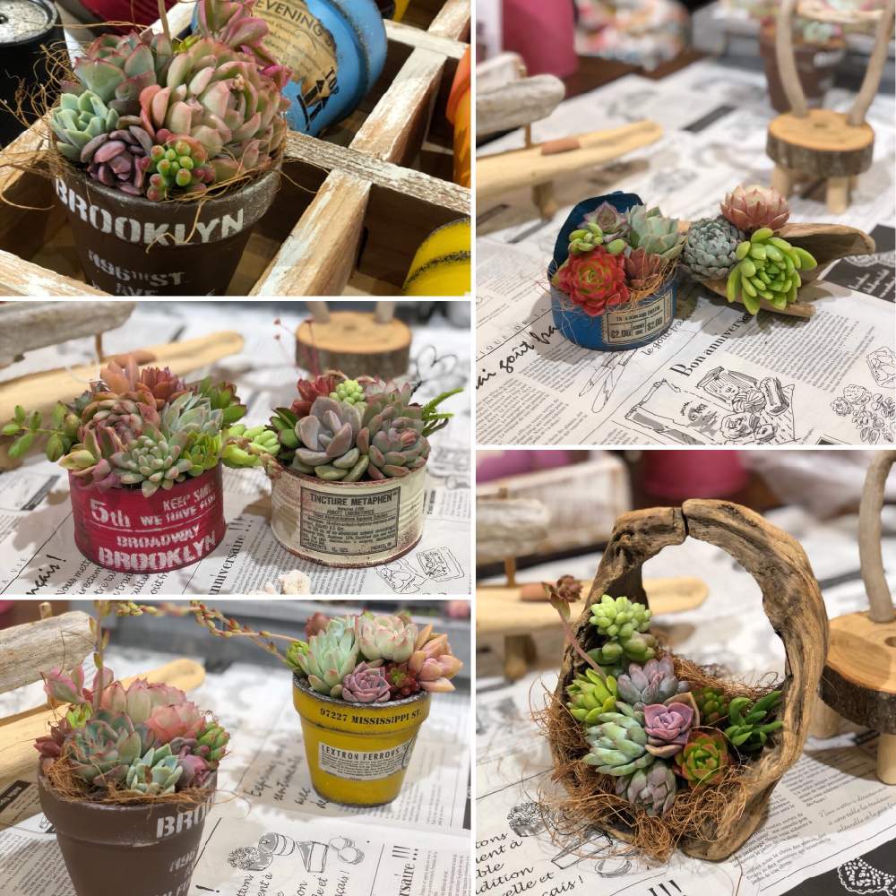 窓辺の画像 by iroさん | 窓辺とiro_plusと多肉植物と雪国タニラーと流木寄せとイベントと多肉植物寄せ植えと新潟タニラーと多肉ワークショップと多肉女子とタニラーと新潟と色+とタニク初心者とワークショップ と多肉初心者とCoCoLoムーブマルシェ
