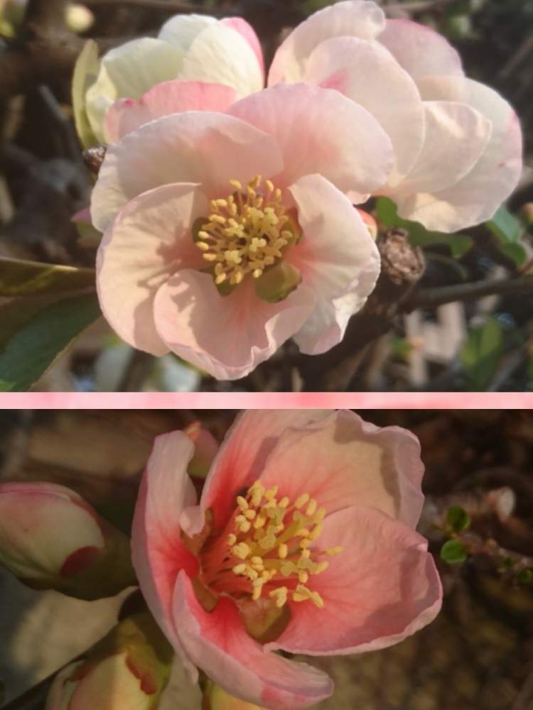 の画像 by トリトンさん | キュンキュン乙女倶楽部とお花大好き♡とありがとう♡といやされる♡と北の大地北海道とGS映えとGS日和と木瓜の花と台風21号被災者応援とキュンキュン乙女倶楽部No.183と応援するよと頑張れ♡えっこと頑張れ♡ばぁばさん