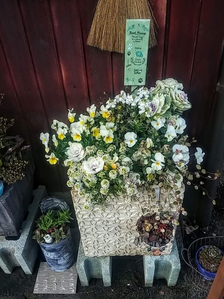 小さな庭の画像 by 時遊人さん | 小さな庭と白い寄せ植えと花のある暮らしと寄せ植えとビオラ・パンジーと♯葉牡丹と手作りガーデンピックとネメシア☆とアリッサム♡