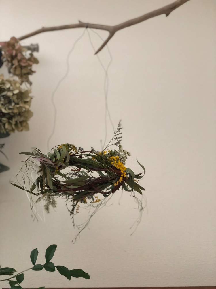 窓辺の画像 by *kuo*さん | 窓辺と ミモザとグリーンリースとGS映えとリモニウムとフライングリースと花のある暮らしと グレビレアとミモザリース