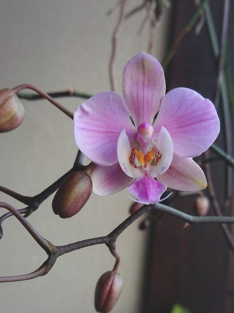 窓辺の画像 by **雅**さん | 窓辺とファレノプシス シレリアナとPhal.schilerianaとPhalaenopsis schillerianaと香る蘭と洋蘭と胡蝶蘭原種とPhal.schilleriana とorchidと香りの蘭と花自慢と植中毒とphalaenopsisと花のある暮らしと咲いた!