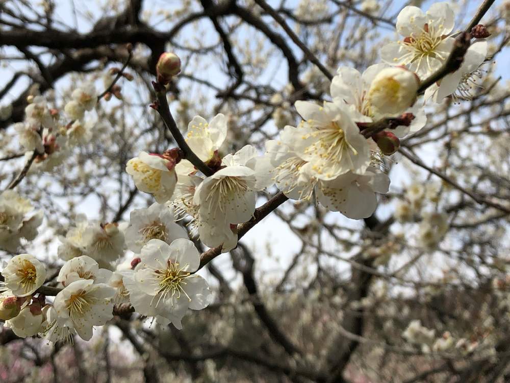 お出かけ先の画像 by はなとしさん | お出かけ先と白梅とGS映えと早春を告げる輝き❗️と植物の笑顔と花のある暮らしと甘い香りに誘われて