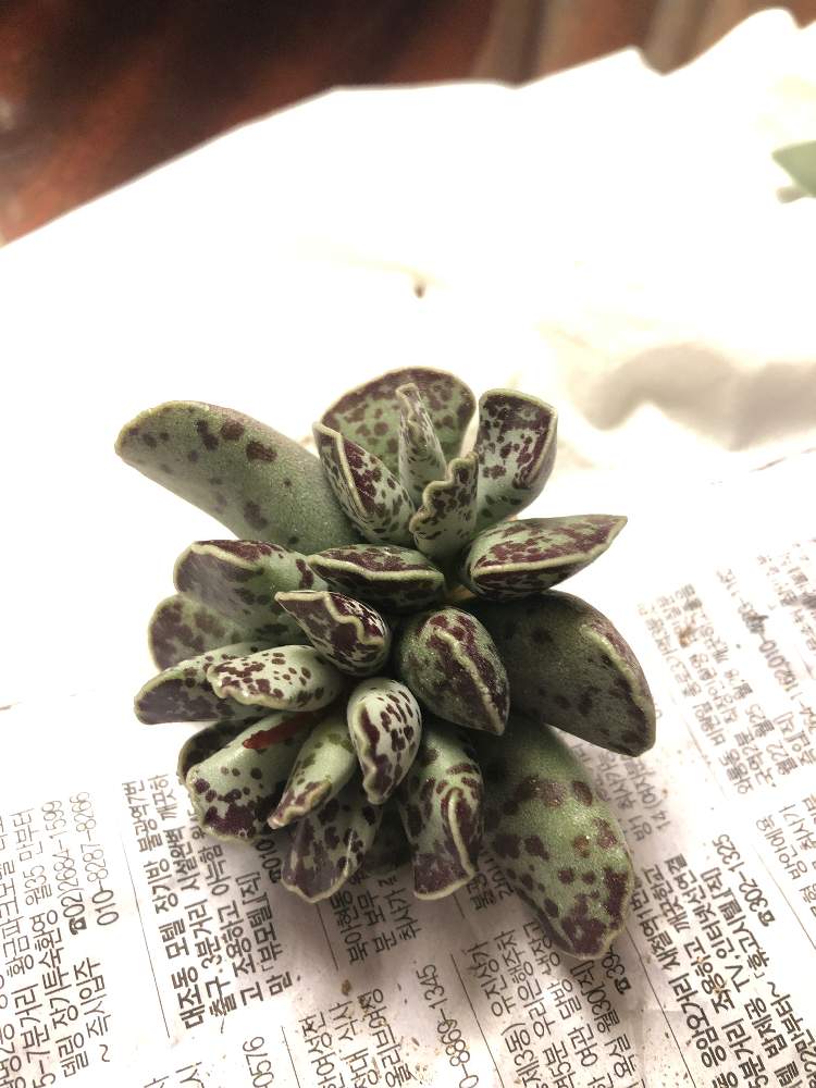 お出かけ先の画像 by e-koさん | お出かけ先と名前を教えて!と多肉植物と相談と多肉女子と韓国苗と韓国旅行と鍾路花市場